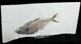 Diplomystus Fossil Fish - Utah #6910-4
